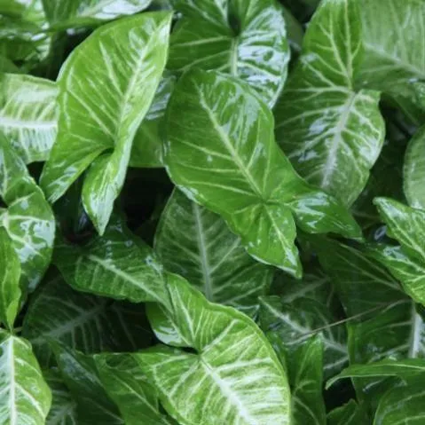 Beautiful Albolineatum Syngonium Podophyllum Plant for Sale